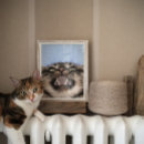 Suche nach kitschig poster Katze