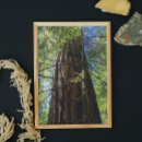 Suche nach tannenbäume poster Wald