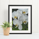 Suche nach phalaenopsis poster Botanisch