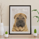 Suche nach chinesischer hund poster Hunde