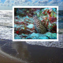 Suche nach aal postkarten Meereslebewesen