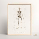 Suche nach skeleten Jede person