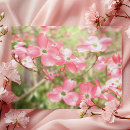 Suche nach hartriegelblüte Frühling