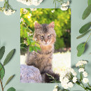 Suche nach grüne katze postkarten Kitty