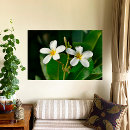 Suche nach frangipani leinwandbilder Pflanze