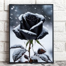 Suche nach rose schwarz poster Jede person