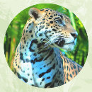 Suche nach jaguar aufkleber Leopard