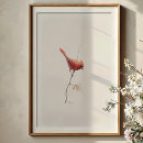 Suche nach kardinäle poster Kardinal