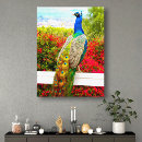 Suche nach pfau leinwandbilder Fotografie