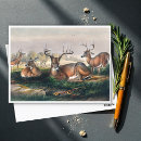 Suche nach weißer schwanz postkarten Hirsche