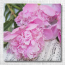 Suche nach pfingstrose magnete Rosa
