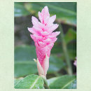 Suche nach rosa orchidee magnete Foto