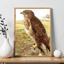Suche nach bussard poster Vogel