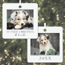 Suche nach tierfoto Hunde