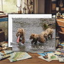 Suche nach bärenjunges postkarten Braunbär