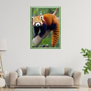 Suche nach red panda poster Tierwelt
