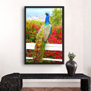 Suche nach beautiful poster Peacock