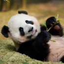 Suche nach bambuswald puzzle Für alle