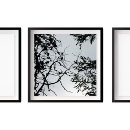 Suche nach pine cone poster Piniengrün