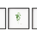 Suche nach basilikum poster Kraut