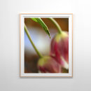 Suche nach tulips poster Fotografie