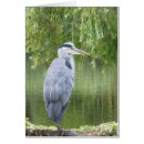 Suche nach blauer reiher postkarten Wasser