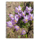 Suche nach krokus kleine notizbücher Fotografie