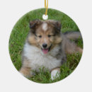 Suche nach rauer collie ornamente Niedlich