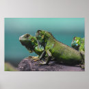 Suche nach leguane poster Wild lebende tiere