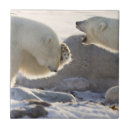 Suche nach eisbären fliesen Winter