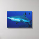 Suche nach haifisch leinwandbilder Meer