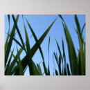 Suche nach gräser poster Frühling
