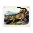 Suche nach cougar magnete Katze