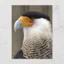 Suche nach caracara Tiere