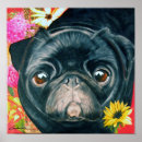 Suche nach schwarzer mops poster Hund