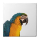 Suche nach papagei macaw fliesen Vogel