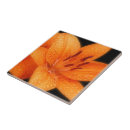 Suche nach orange tiger fliesen Tigerlilie