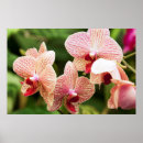 Suche nach south africa poster Color image