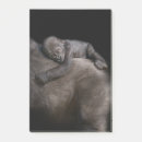 Suche nach affen post it Gorilla