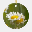 Suche nach gänseblümchen ornamente Fotografie
