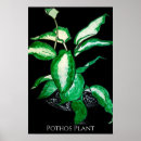 Suche nach efeu poster Botanisch