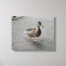 Suche nach lustige ente leinwandbilder Enten