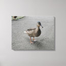 Suche nach lustiger vogel leinwandbilder Tierwelt