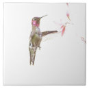 Suche nach kleiner vogel fliesen Vogelbeobachtung