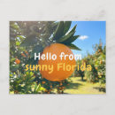 Suche nach florida orangen postkarten Sonnig