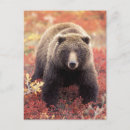Suche nach lebensräume postkarten Herbst
