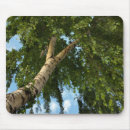 Suche nach weiße birke mousepads Baum