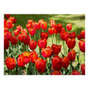 Suche nach rote tulpen poster Gestaltung