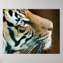 Suche nach schwarz weißer tiger poster Natur