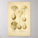 Suche nach französische botanische poster Vintag